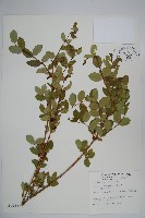 追分忍冬藏品圖，第1張