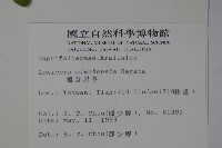 追分忍冬藏品圖，第2張