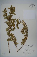 追分忍冬藏品圖，第3張