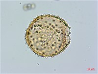 追分忍冬藏品圖，第2張