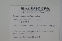 追分忍冬藏品圖，第2張