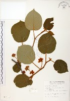 臺灣羊桃藏品圖，第1張