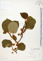 臺灣羊桃藏品圖，第1張