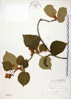 臺灣羊桃藏品圖，第1張