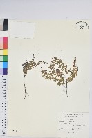 高山白珠樹藏品圖，第1張