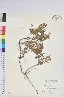 高山白珠樹藏品圖，第1張