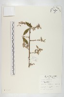 鄧氏胡頹子藏品圖，第1張