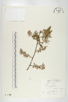 鄧氏胡頹子藏品圖，第1張