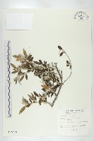 小葉胡頹子藏品圖，第1張