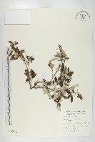 小葉胡頹子藏品圖，第1張