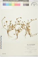 掌葉毛茛藏品圖，第1張