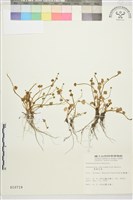 掌葉毛茛藏品圖，第1張