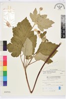 小白頭翁、野棉花藏品圖，第1張