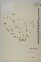 網脈繁縷藏品圖，第1張