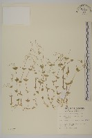 網脈繁縷藏品圖，第1張