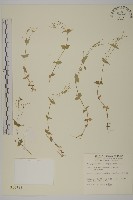 網脈繁縷藏品圖，第1張