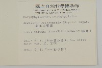 阿里山繁縷藏品圖，第2張