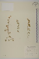 阿里山繁縷藏品圖，第1張