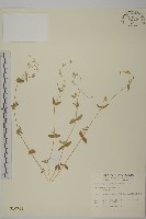 狗筋蔓藏品圖，第1張