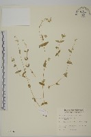 狗筋蔓藏品圖，第1張