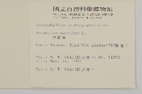 狗筋蔓藏品圖，第2張