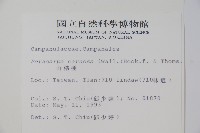 山桔梗藏品圖，第2張