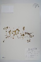 山桔梗藏品圖，第1張