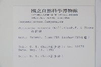 山桔梗藏品圖，第2張