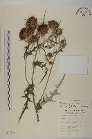 鈴木氏薊藏品圖，第1張