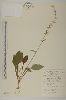 臺灣鬼督郵藏品圖，第1張