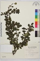 小葉鼠李藏品圖，第1張