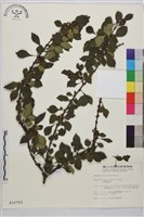 小葉鼠李藏品圖，第1張