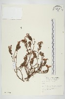 登錄號:S010794藏品圖，第1張