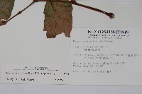 圓果秋海棠藏品圖，第2張