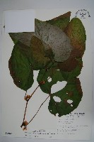 圓果秋海棠藏品圖，第1張