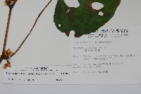 圓果秋海棠藏品圖，第2張