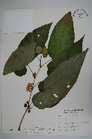 圓果秋海棠藏品圖，第1張