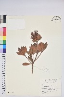 臺灣馬醉木藏品圖，第1張