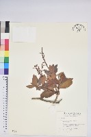 臺灣馬醉木藏品圖，第1張