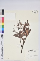 臺灣馬醉木藏品圖，第1張