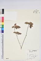 紅毛杜鵑藏品圖，第1張