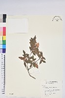 紅毛杜鵑藏品圖，第1張