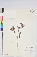 紅毛杜鵑藏品圖，第1張