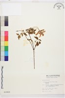 繡球藤藏品圖，第1張