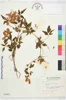 繡球藤藏品圖，第1張