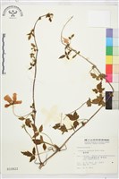 繡球藤藏品圖，第1張