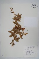 臺灣小蘗藏品圖，第1張