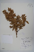 高山小蘗藏品圖，第1張