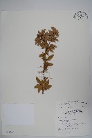 高山小蘗藏品圖，第1張