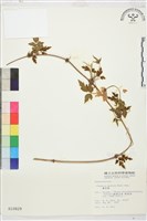 繡球藤藏品圖，第1張